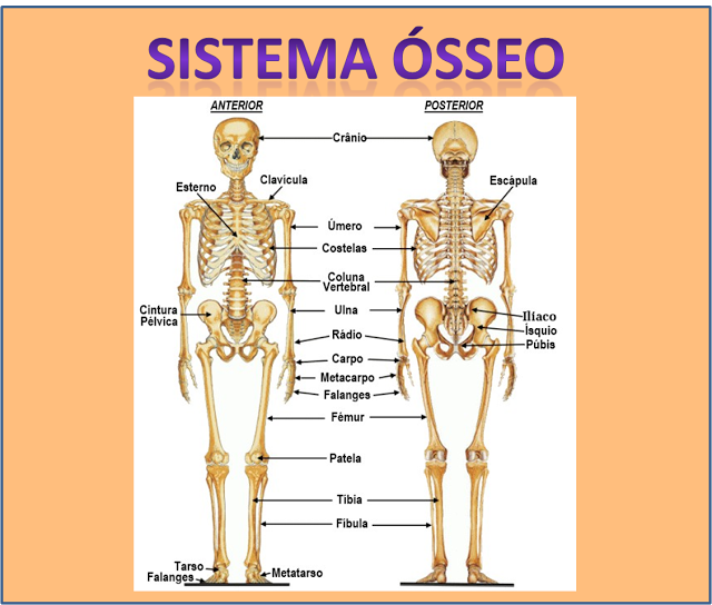 VÍDEOS - SISTEMA ÓSSEO OU ESQUELÉTICO