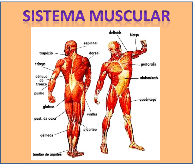  VÍDEOS - SISTEMA MUSCULAR