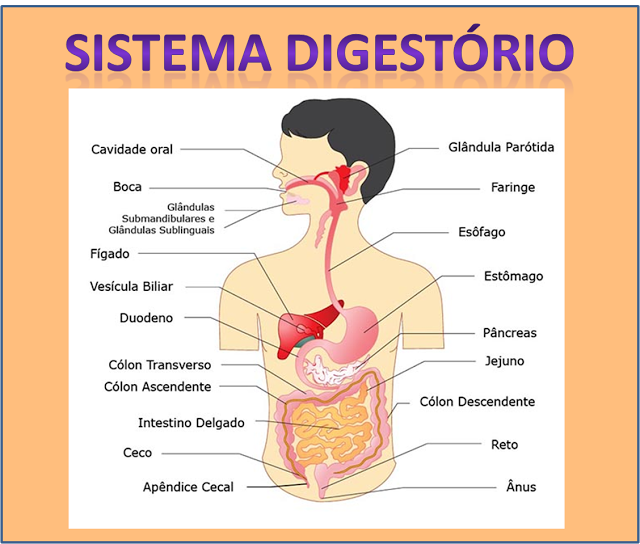  VÍDEOS - SISTEMA DIGESTÓRIO