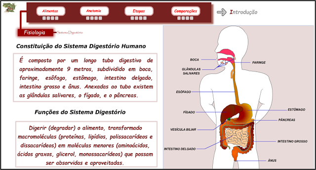 ANIMAÇÃO - SISTEMA DIGESTÓRIO