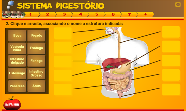 ATIVIDADES - SISTEMA DIGESTÓRIO