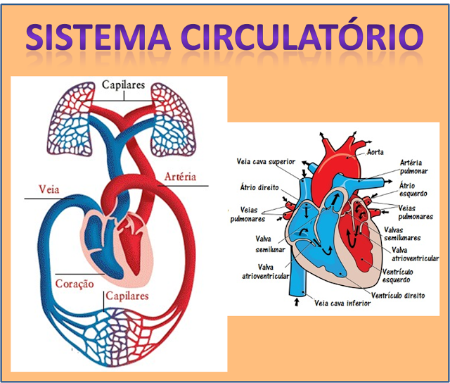  VÍDEOS - SISTEMA CIRCULATÓRIO