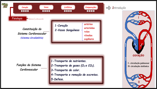  ANIMAÇÃO - SISTEMA CIRCULATÓRIO