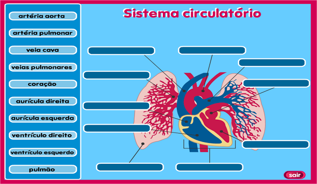 ATIVIDADE - SISTEMA CIRCULATÓRIO