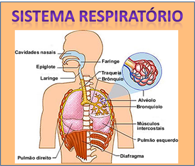  VÍDEOS - SISTEMA RESPIRATÓRIO