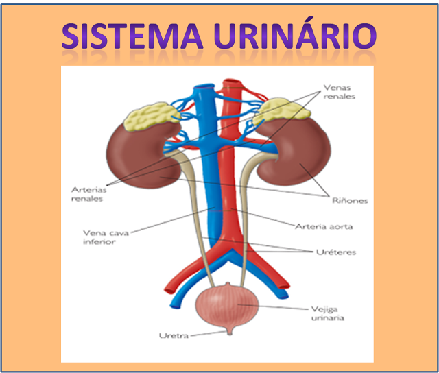 VÍDEOS - SISTEMA URINÁRIO OU EXCRETOR