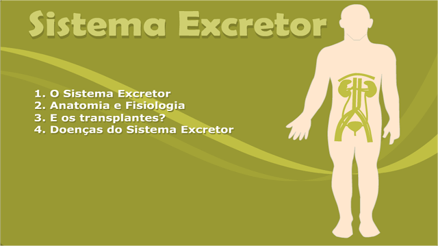  ANIMAÇÃO - SISTEMA EXCRETOR