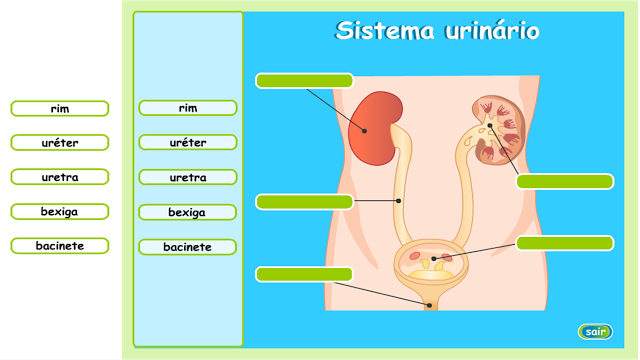  ATIVIDADE - SISTEMA URINÁRIO