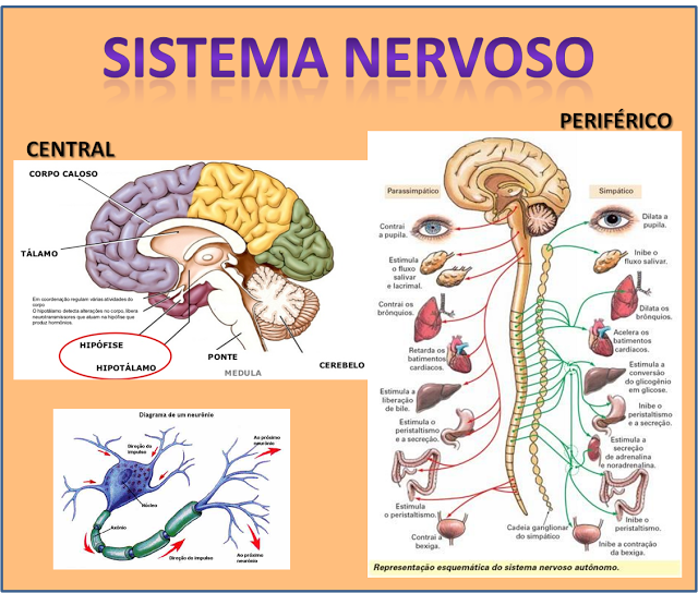  VÍDEOS - SISTEMA NERVOSO