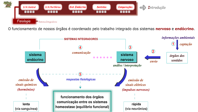 ANIMAÇÃO - SISTEMA NERVOSO