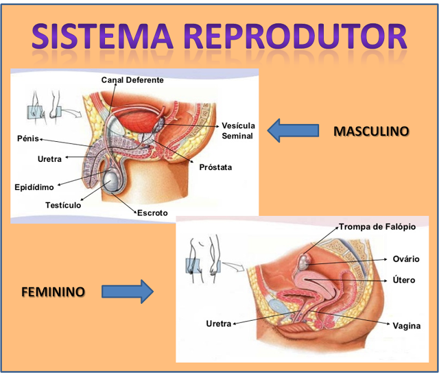  VÍDEOS - SISTEMA REPRODUTOR