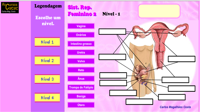  JOGO - SISTEMA REPRODUTOR FEMININO 2