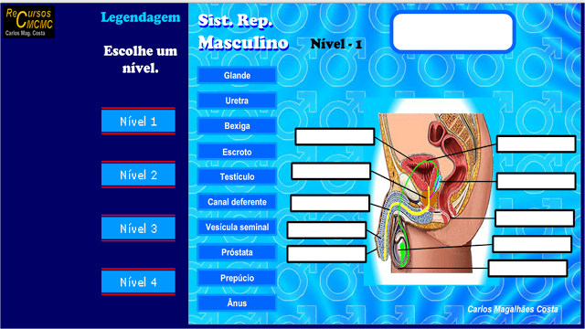  JOGO - SISTEMA REPRODUTOR MASCULINO