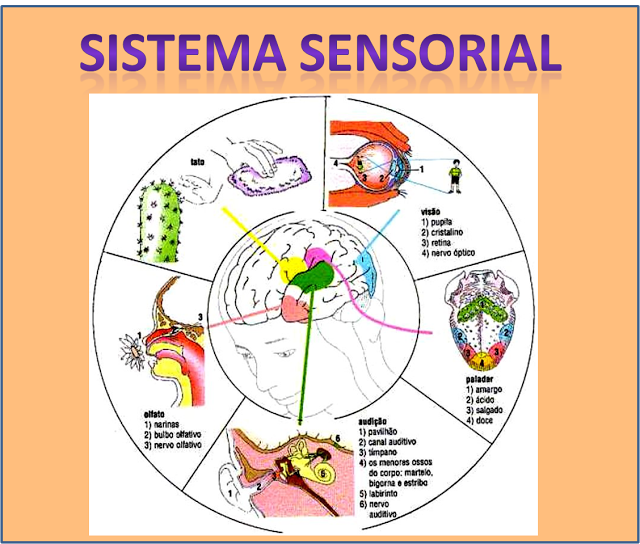  VÍDEOS - SISTEMA SENSORIAL