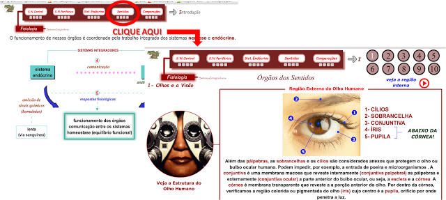  PLANETABIO - SISTEMA SENSORIAL