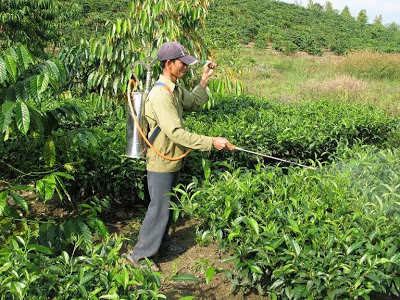 aplicação de agrotóxicos sem proteção adequada: este homem está arriscando sua vida