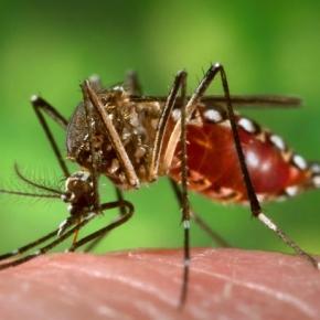 Problemas oculares relacionados com o zika vírus