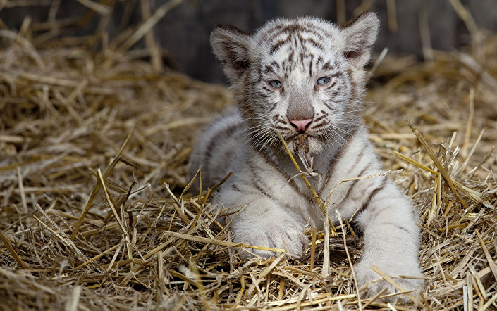 Tigre de bengala num jardim zoológico em Argentina. 21 de março, 2013